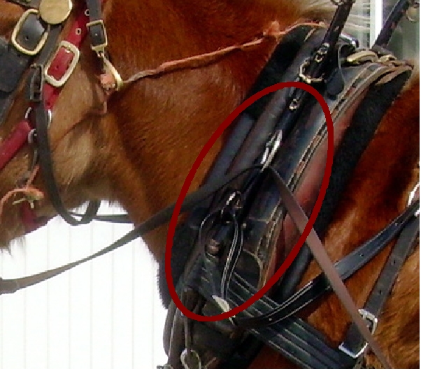 highlighted red hair. Collar with red oval showing